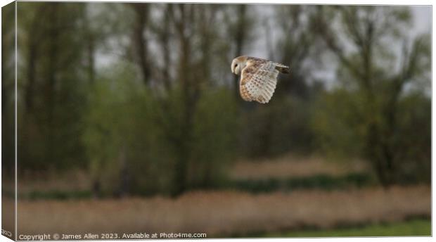 Barn Owls  Canvas Print by James Allen