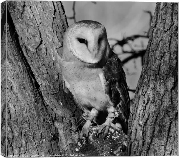 Barn Owls  Canvas Print by James Allen