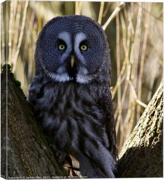 Great Grey Owls Canvas Print by James Allen