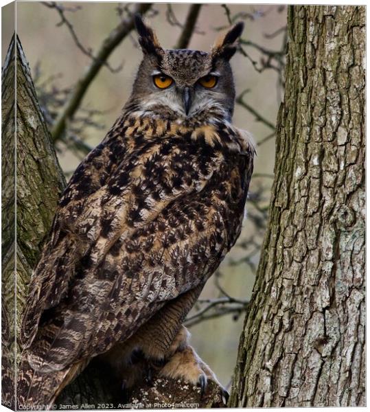 Owls  Canvas Print by James Allen