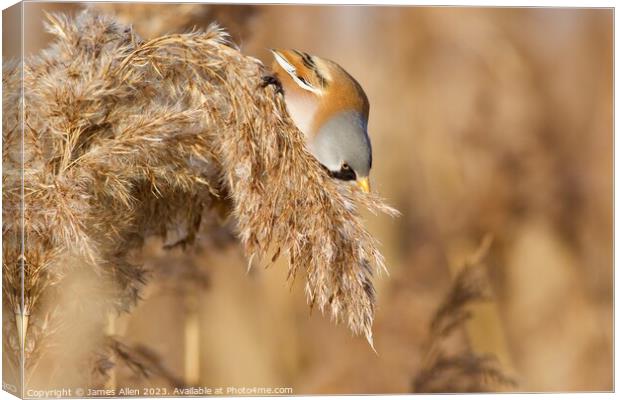 Bearded Tit Canvas Print by James Allen