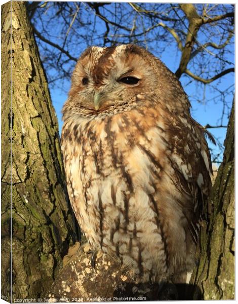 TAWNY OWL Canvas Print by James Allen