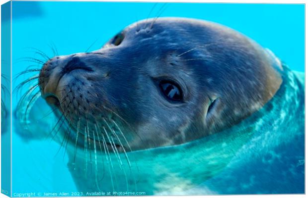 SEAL  Canvas Print by James Allen