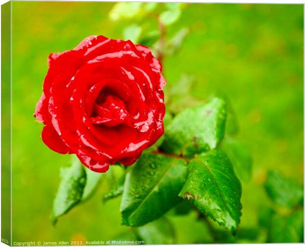 Red Rose  Canvas Print by James Allen