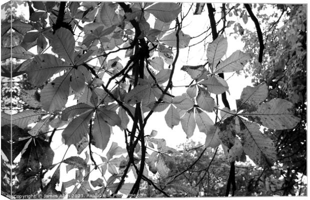 Autumn Leaves Black & White Artistic Abstract  Canvas Print by James Allen