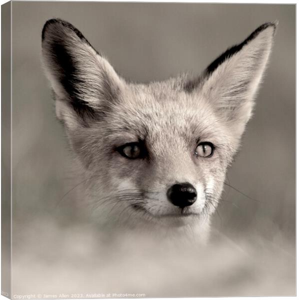 A fox looking at the camera Canvas Print by James Allen