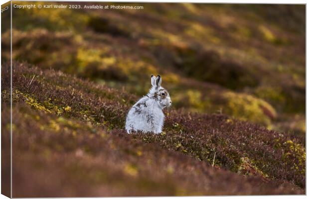 Molting Mountain Hare Canvas Print by Karl Weller