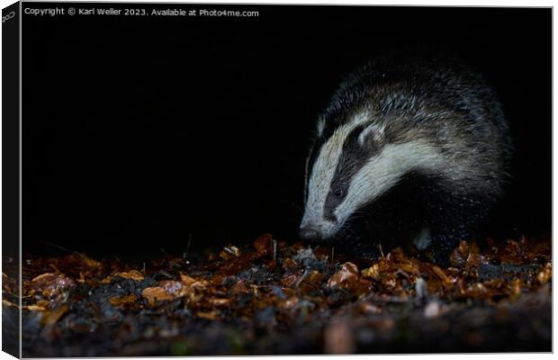 A Badger in the woods Canvas Print by Karl Weller