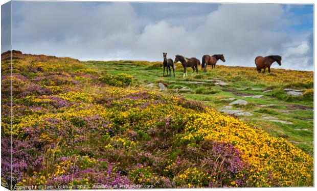 Colourful Dartmoor with wild horses Canvas Print by Iain Lockhart