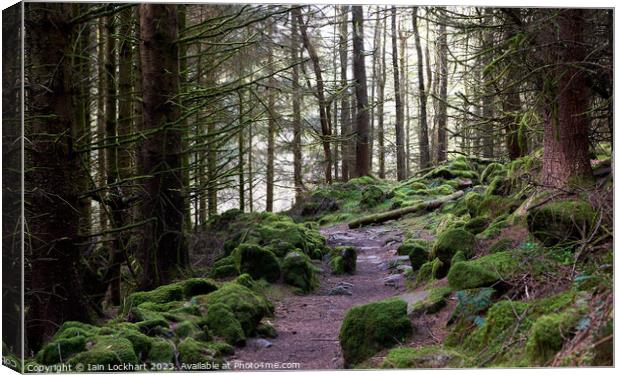 Moss covered forest Canvas Print by Iain Lockhart