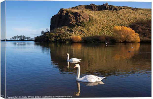 Dunsapie Loch and crags with Mute Swans, Holyrood Park, Edinburg Canvas Print by Arch White