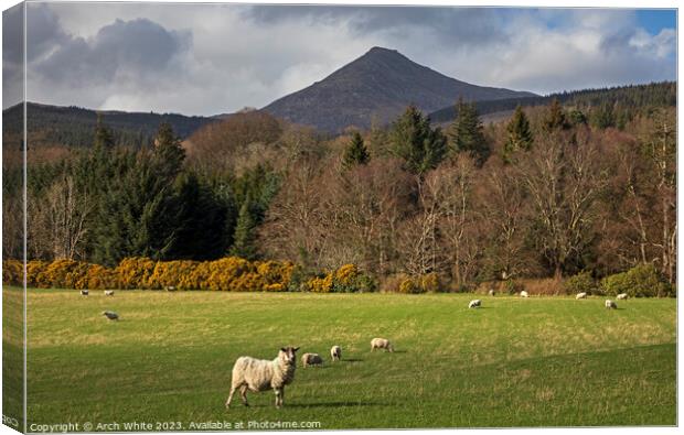 Sheep grazing with Goat Fell, Arran Canvas Print by Arch White