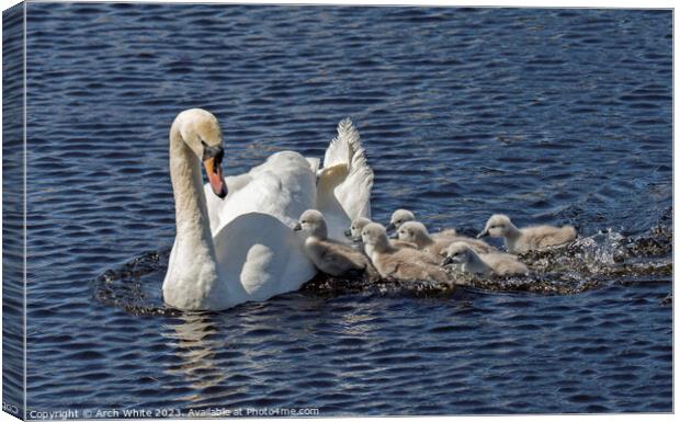 Mute Swan Mother's Love Canvas Print by Arch White