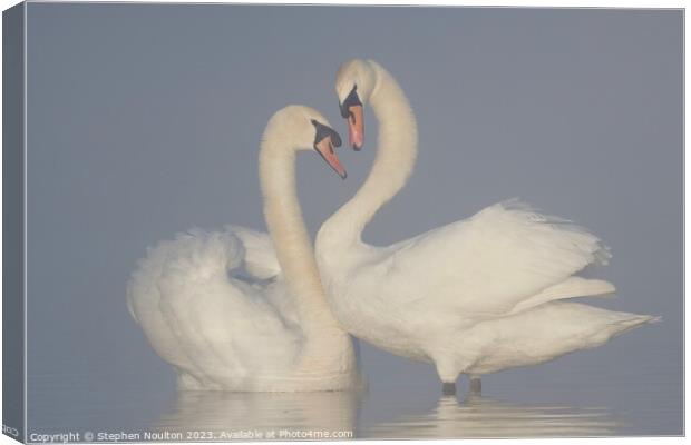 Swans on a misty lake Canvas Print by Stephen Noulton