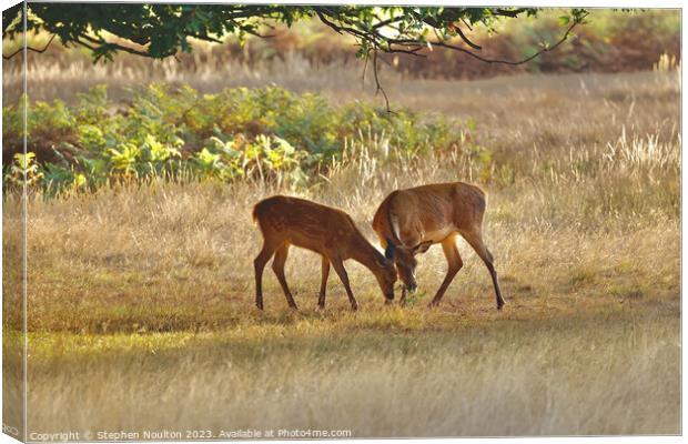 Two Friends (Red Deer and Fallow Deer) Canvas Print by Stephen Noulton