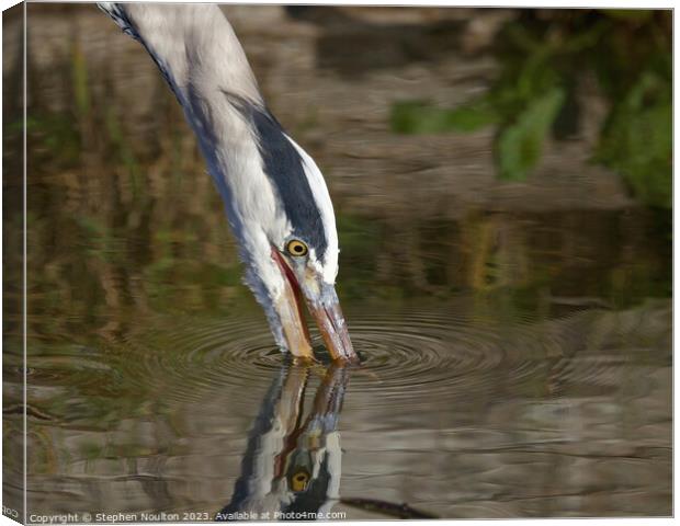 Grey Heron Detail Canvas Print by Stephen Noulton