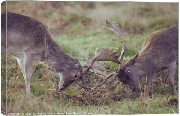 Fallow Deer in Mock Battle Canvas Print by Stephen Noulton
