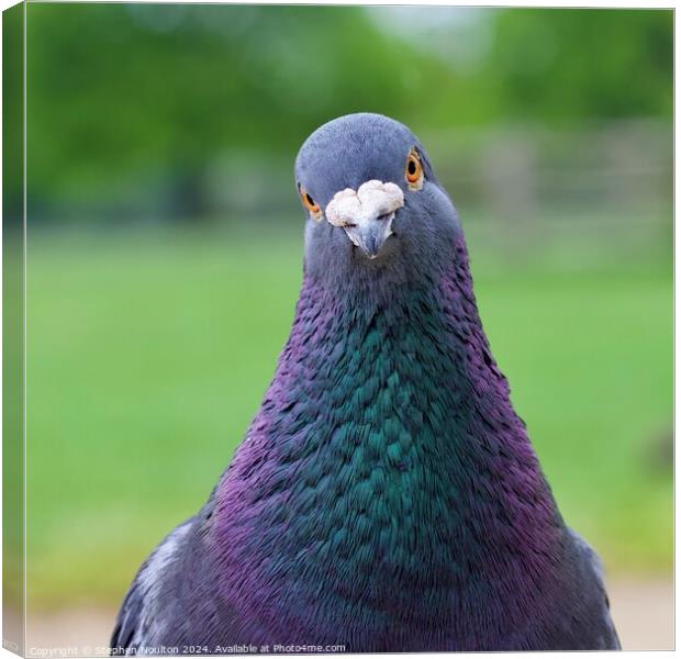 Pigeon the Photo Crasher Canvas Print by Stephen Noulton