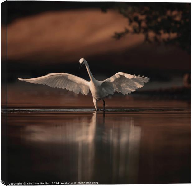 Little Egret Chasing Fish at Sunrise Canvas Print by Stephen Noulton