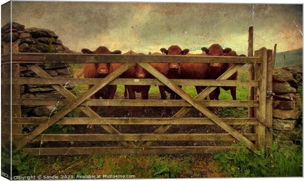 Curious Red Cows Through A Gate in Lake District Canvas Print by Sandie 