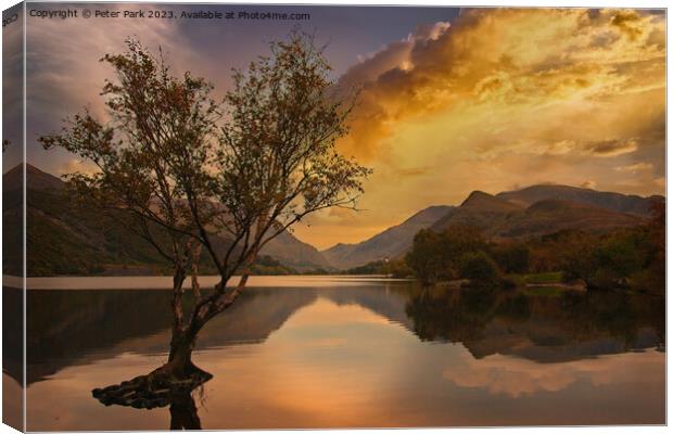 Lone tree Canvas Print by Peter Park