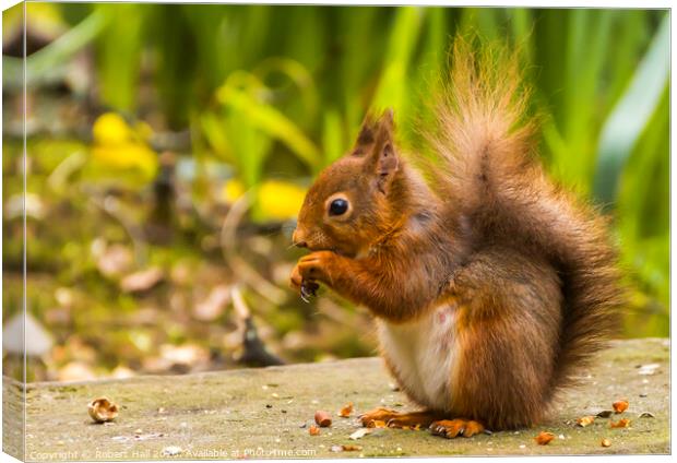 UK's Native Red Squirrel Canvas Print by Robert Hall