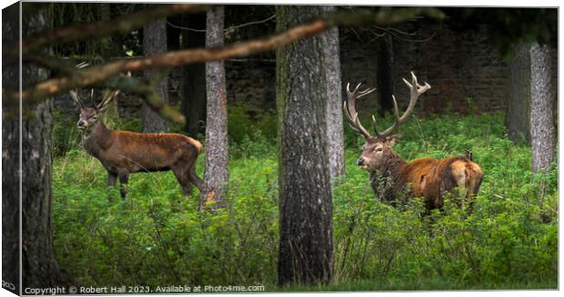 Stags at Dawn Canvas Print by Robert Hall