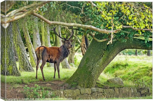 Red Deer Stag Canvas Print by Robert Hall