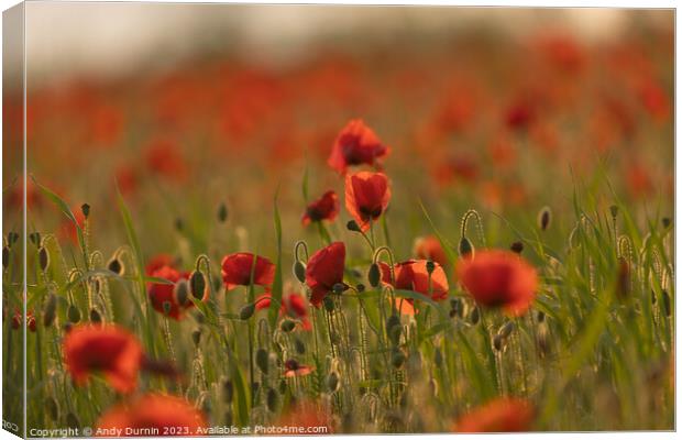 Poppies at Polly Joke Canvas Print by Andy Durnin