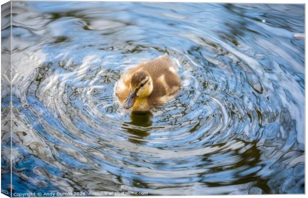 Cute Duckling Canvas Print by Andy Durnin