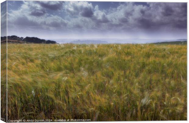 Wheat in the Wind Canvas Print by Andy Durnin