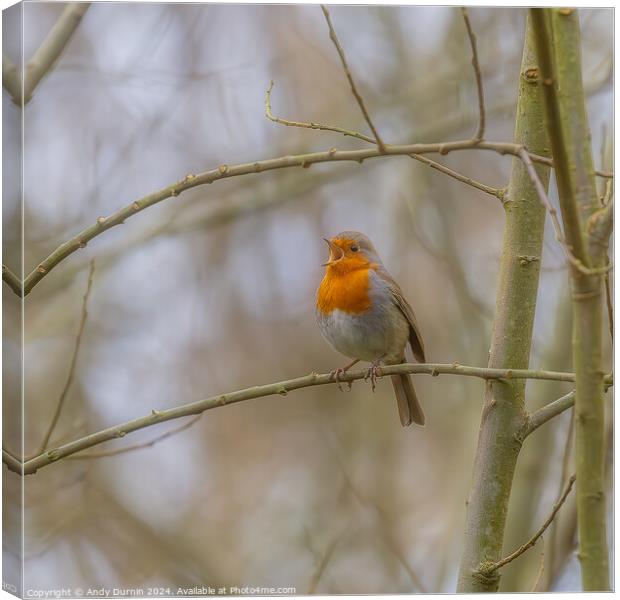 Chirping Robin Canvas Print by Andy Durnin