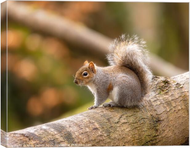 Squirrel on a Trunk Canvas Print by Andy Durnin