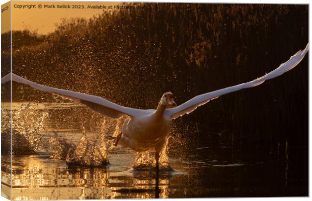 sunset swan take off Canvas Print by Mark Sellick
