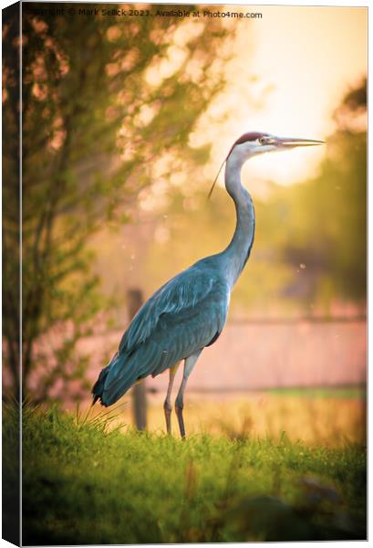 grey at golden hour Canvas Print by Mark Sellick