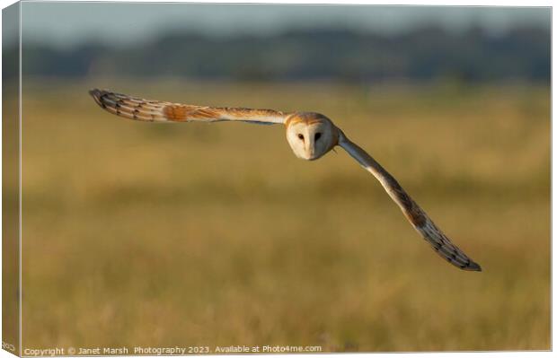 Barn Owl Fly By  Canvas Print by Janet Marsh  Photography