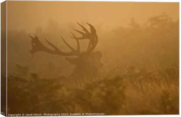  Red Deer Bellow at first light Canvas Print by Janet Marsh  Photography