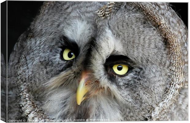 Great Grey Owl Canvas Print by Janet Marsh  Photography