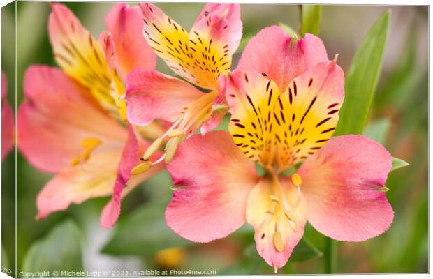 Peruvian Lily Flower Canvas Print by Michele Leppier