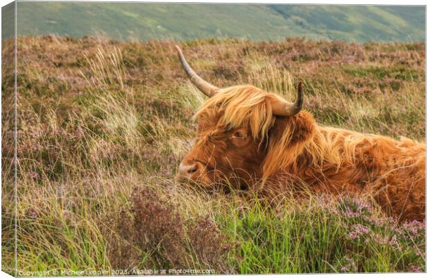 Highland Cow Canvas Print by Michele Leppier