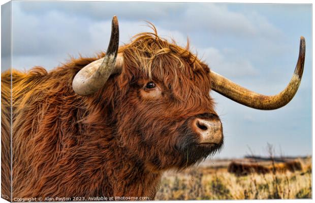 I've got my eye on you - Highland Cow Canvas Print by Alan Payton