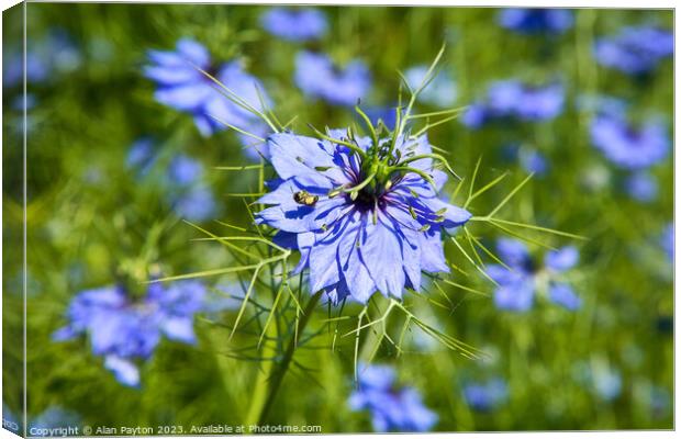 Bee in a Love in a mist Canvas Print by Alan Payton