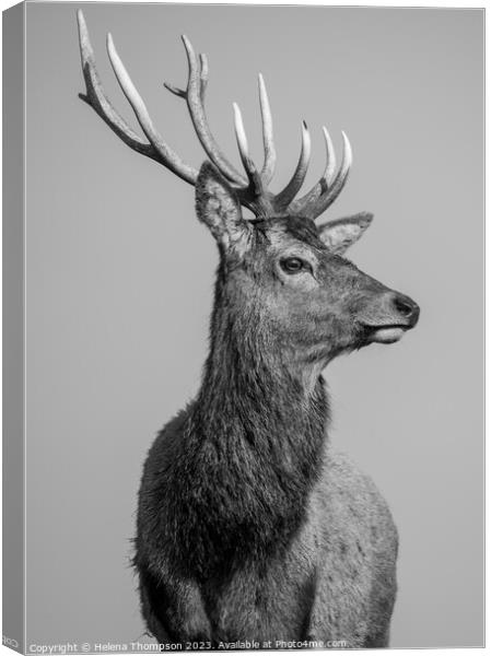 Royal Stag Canvas Print by Helena Thompson