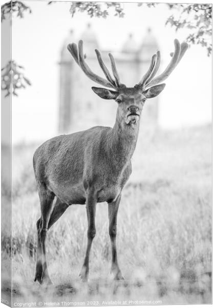 Stag Canvas Print by Helena Thompson