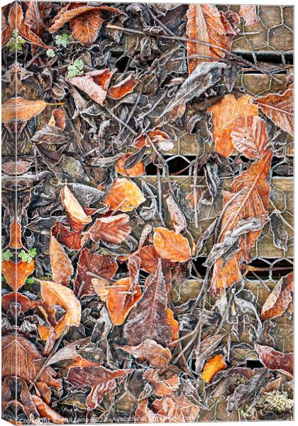Frosted Autumn Leaves Canvas Print by Phil Lane