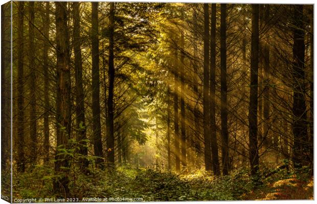 Woodland Rays Canvas Print by Phil Lane