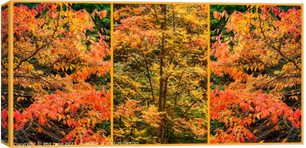 Autumn Leaf Colour Triptych Panel Canvas Print by Phil Lane