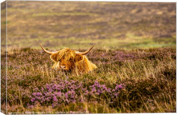 Dartmoor Cow Canvas Print by Russ Summers