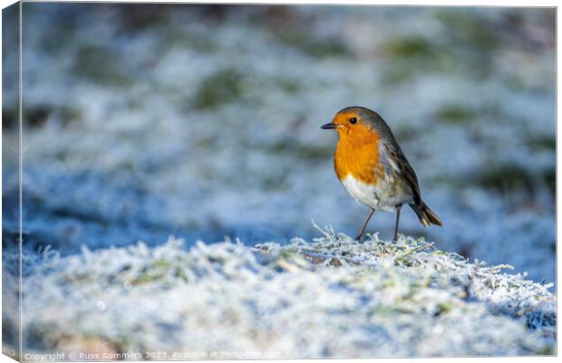 Robin in the frost Canvas Print by Russ Summers
