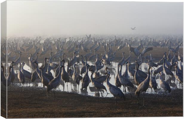 Feeding of the cranes at sunrise in the national P Canvas Print by Olga Peddi